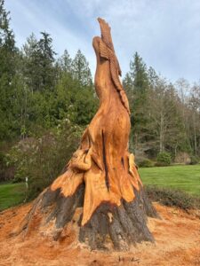 hollow cedar wildlife stump seattle wa