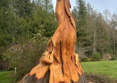 hollow cedar wildlife stump seattle wa